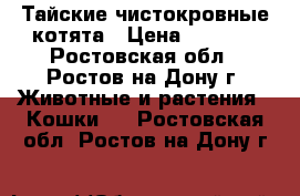 Тайские чистокровные котята › Цена ­ 2 500 - Ростовская обл., Ростов-на-Дону г. Животные и растения » Кошки   . Ростовская обл.,Ростов-на-Дону г.